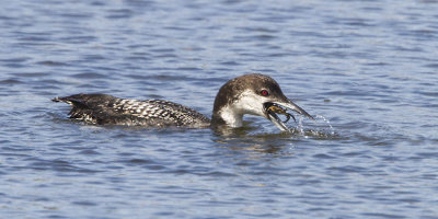Loon eating crab 3.jpg