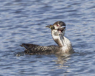 Crab trying to escape Loon.jpg