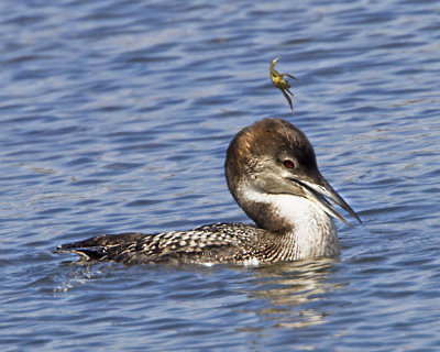 Crab escape from Loon.jpg