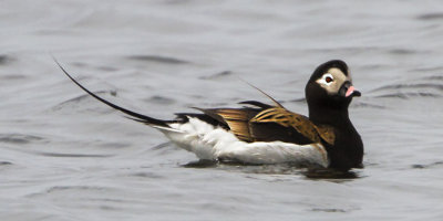 Long-tailed Duck.jpg