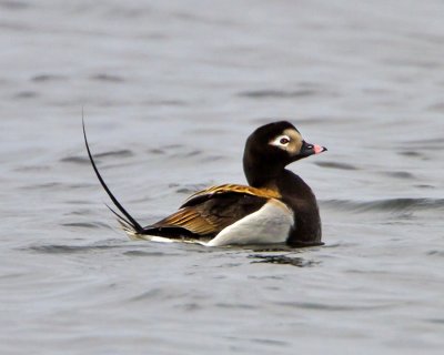 Long-tailed Duck 2
