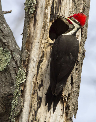 Pileated Woodpecker.jpg