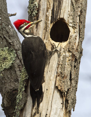 Pileated Woodpecker 2.jpg