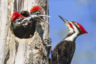 Pileated dad with 2.jpg