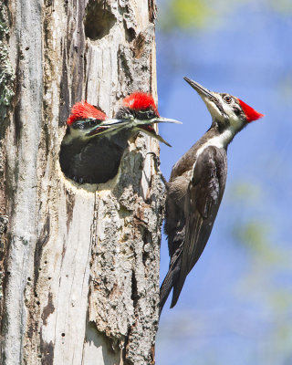 Pileated mom with 2 at hole.jpg