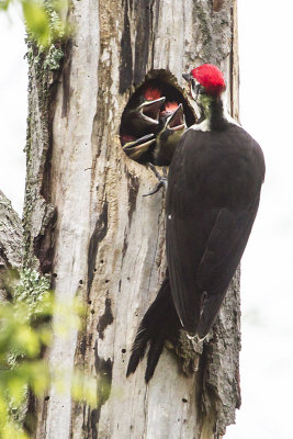 Pileated trio showing.jpg