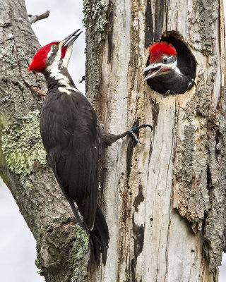 Pileated with ant for baby.jpg