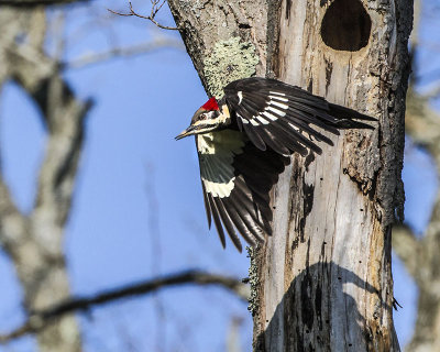 Pileated taking off.jpg