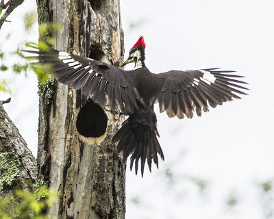 Pileated returns to hole.jpg
