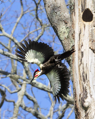 Pileated flying from hole.jpg
