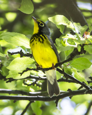 Canada Warbler.jpg
