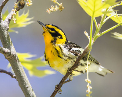 Blackburnian Warbler.jpg