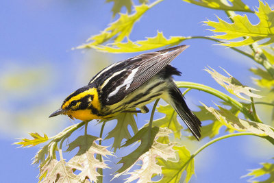 Blackburnian Warbler 2.jpg