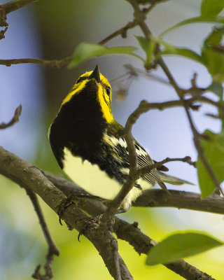 Black-throated Green warbler.jpg