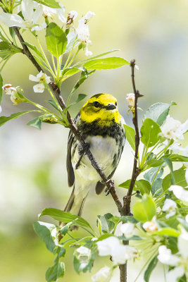 Female Black-throated Green warbler.jpg
