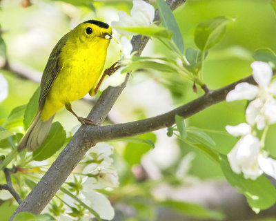 Wilsons Warbler.jpg