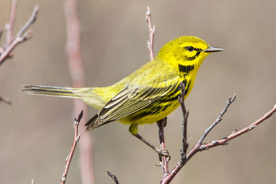 Prairie warbler.jpg