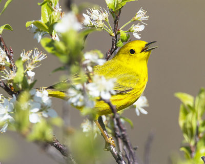 Yellow Warbler and flowers.jpg
