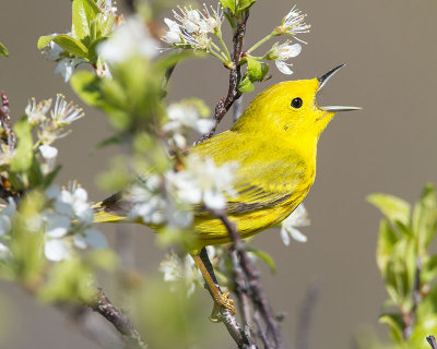 Yellow Warbler singing.jpg