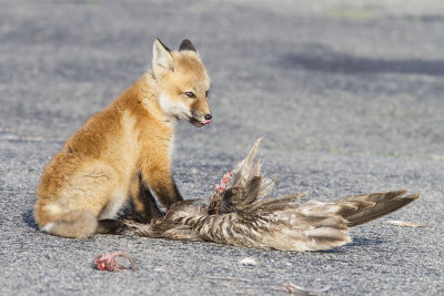 Fox kit with dead seagull 2.jpg