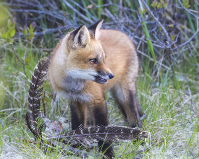 Fox kit with prey feathers.jpg
