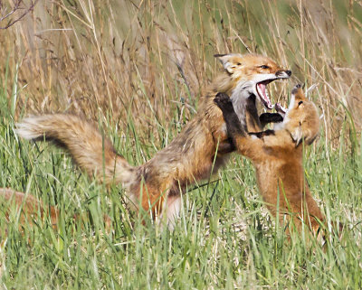 Fox mom and kit playing.jpg