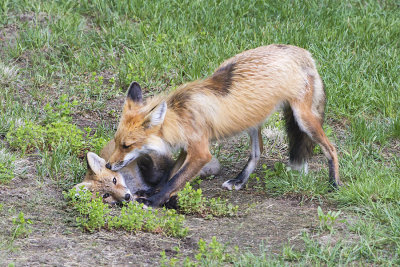 Fox mom cleaning kit.jpg