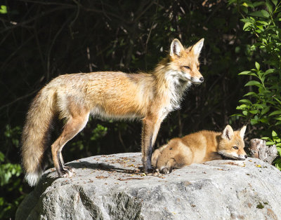 Fox mom w kit on rock.jpg