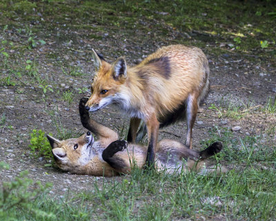 Fox mom with kit in backyard.jpg