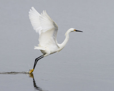 Snowy Egret leaping.jpg