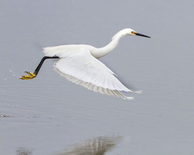 Snowy Egret leaping 2.jpg