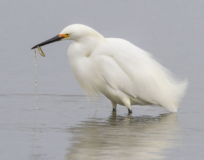 Snowy Egret with fish.jpg