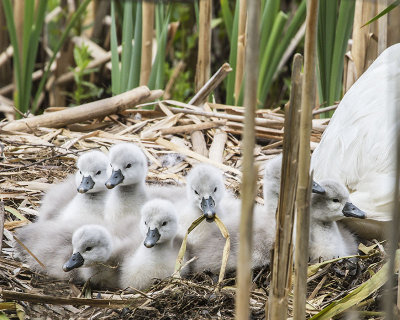 Swan signets.jpg