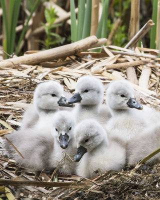 Swan signets 2.jpg