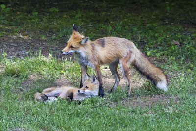 Fox mom and kit resting.jpg