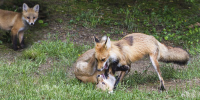 Fox mom playing with kit.jpg