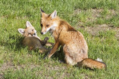 Fox mom resting with kit.jpg
