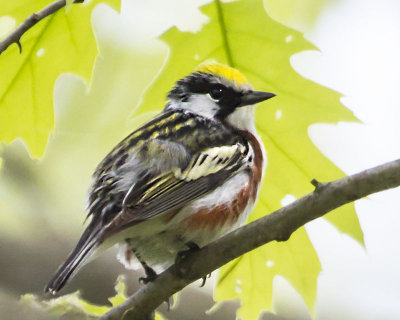 Chestnut-sided warbler.jpg