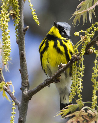 Magnolia Warbler.jpg