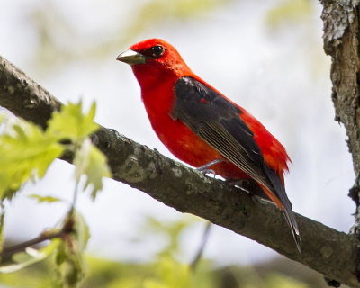 Scarlet Tanager.jpg