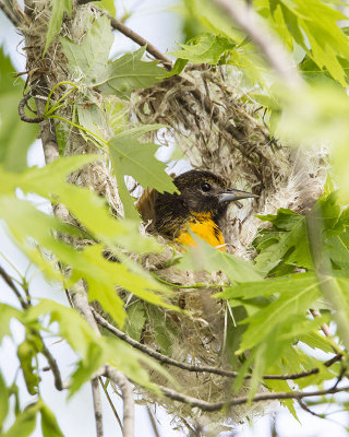 Female Baltimore Oriole building nest.jpg