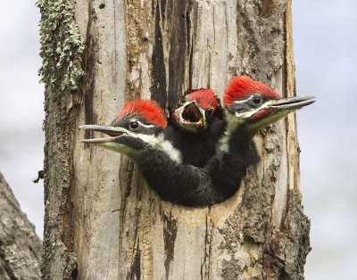 Pileated baby trio 2.jpg