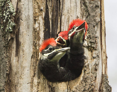 Pileated baby trio3.jpg