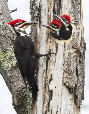 Pileated dad comes with food.jpg