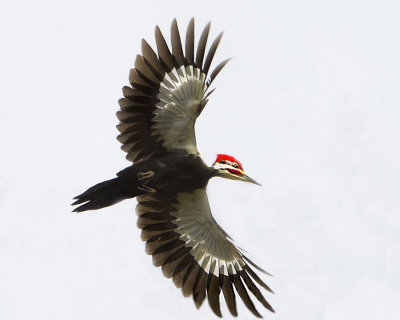 Pileated male flying.jpg