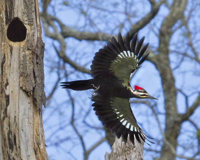Pileated female flying.jpg