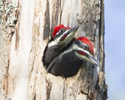 Pileated baby males.jpg