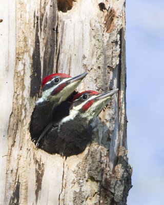 Pileated baby males 2.jpg