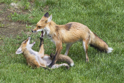 Fox mom plays with kit.jpg
