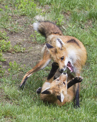 Fox mom playing with kit.jpg